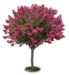 Wall Mural - Lagerstroemia en fleurs