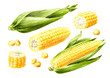 Fresh sweet corn cob and grains set. Hand drawn watercolor illustration isolated on white background