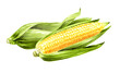 Fresh sweet corn cob. Hand drawn watercolor illustration isolated on white background