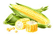 Fresh sweet corn. Hand drawn watercolor illustration isolated on white background