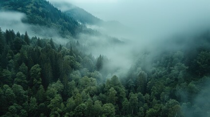 Poster - A misty view of a forest. Perfect for nature-themed designs