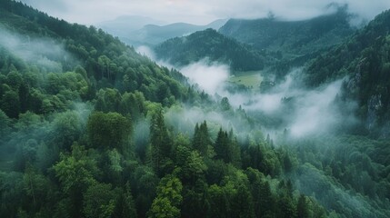 Wall Mural - Lush green trees in a dense forest. Ideal for nature-themed designs