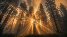 Sequoia Forest, Crepuscular Rays And Giant Trees, Magazine Photography,