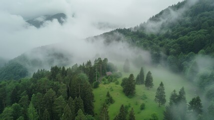 Poster - A foggy forest scene with a house in the center. Ideal for nature or mystery-themed projects