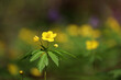 Spring flowers in a forest, yellow anemone buttercup in sunlight. Background with vivid colors of fairy nature