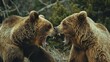 Grizzly bears wrestling