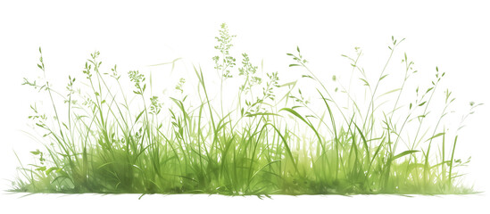 patch of hair grass, delicate and fine, often used to add a soft texture to garden compositions, thr