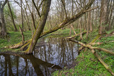 Fototapeta  - winding small river in deciduous forest in spring