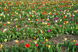 Fototapeta Na drzwi - rows of colorful blooming tulip flowers in the spring garden