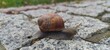 snail on a lea
Ślimak 
