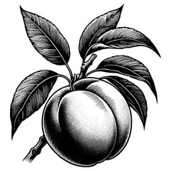 Peach fruit sketch engraving generative ai fictional character PNG illustration. Scratch board imitation. Black and white image.