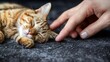   A tight shot of a hand gently petting a cat's head, its eyes peacefully closed