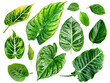 Set of Fresh tropical leaves with water drops, transparent background