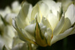 Sunny day in april. Delightful flowers of a tulip of a grade of Exotic Emperor.White on a dark background.