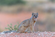 The yellow mongoose (Cynictis penicillata) sitting and looking around for food in the Kalahari in South Africa