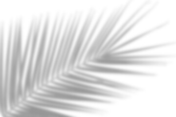 Wall Mural - palm leaf shadow on a transparent background. tropical plant tree leaves branch shadow for overlayin