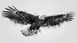 An eagle soaring on a background of white in a black and white drawing.
