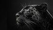 Black and white sketched portrait of a panther head on a black background in the artistic style.