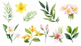 Fototapeta  - Watercolor illustration of tropical spring flowers and lush green leaves, isolated on a crisp white background, water color, drawing style, isolated clear background