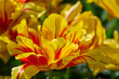 tulip Monsella, with beautiful yellow and red flamed petals close-up in the sun