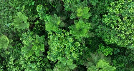 Sticker - Aerial footage of beautiful tropical forest mountain landscape in summer