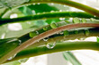 Drops of water on green leaves of a plant. Close-up, selective focus. Beautiful natural background.