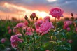 © Web - Bulgarian Rose Field near Karlovo at Sunset: Pink Blossom Flowers in Full Bloom