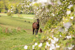 Pferd mit Kirschbäumen