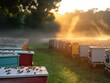 A field of beehives with a foggy morning sky in the background. The bees are busy collecting nectar and pollen