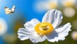 Detail with shallow focus of white anemone flower with yellow stamens and butterfly in nature macro on background of blue sky with beautiful bokeh. Delicate artistic image of beauty of nature.