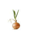 A sprouting onion stands alone against a transparent background