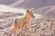 Fox in Patagonia