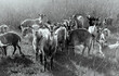 Goats grazing in the meadow, animals close-up, herd, livestock, black and white, vintage, retro, digital noise, cheerful, beautiful, sunny, summer, morning