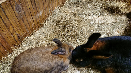 Wall Mural - Two Rabbits Bonding in a Straw-Filled Hutch