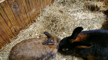 Canvas Print - Two Rabbits Bonding in a Straw-Filled Hutch