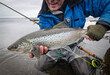 Beautiful sea trout on the fly rod