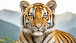 A young Bengal tiger portrait on a blurred mountain background.