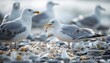 Seagulls eating shells