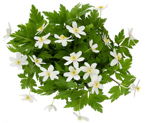 Wall Mural - spring flowers anemone isolated on white background. white wild forest flowers windflowers anemone n