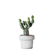 © TheWaterMeloonProjec - A tiny green cactus potted plant standing alone against a transparent background