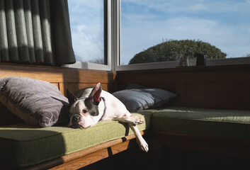 Poster - Boston Terrier dog lying down completely relaxed in the sunshine on a bay window cushioned bench.