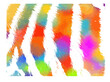 colored zebra or tiger fur background. Not AI, Vector illustration