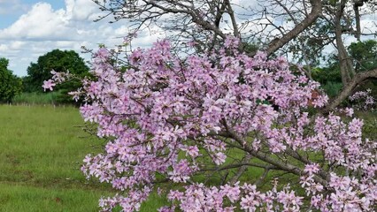 Canvas Print - Silk Floss Tree