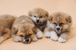 Several Akita Inu puppies are sitting nearby, many puppies, banner, concept: breeding and selling puppies Akita-Inu