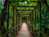 Fototapeta Miasto - Puente con enredaderas en la jungla