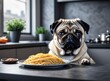 Pug sitting at the table