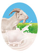 animal, chèvre, nature, mammifère, faune, gazon, vert, joli, klaxon, bois, fromage, illustration, mouton ,blanc, lait, produit laitière, 