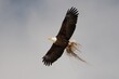 Jackson Hole Bald Eagle