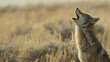 A coyote howls in the distance its mournful cry echoing through the desolate landscape. .