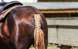 Horse's plaited tail. Animals concept